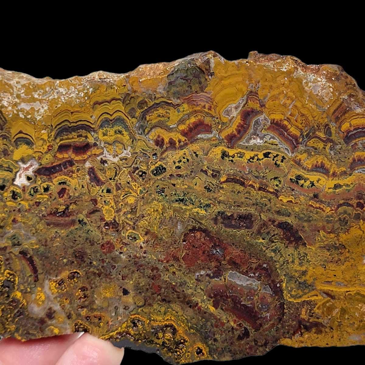 Apple Valley Jasper Slab!  Fossil Stromatolite!  Lapidary Slab! - LapidaryCentral