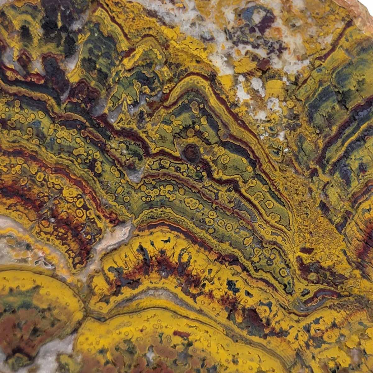 Apple Valley Jasper Slab! Fossil Stromatolite! Lapidary Slab! - Lapidary Central