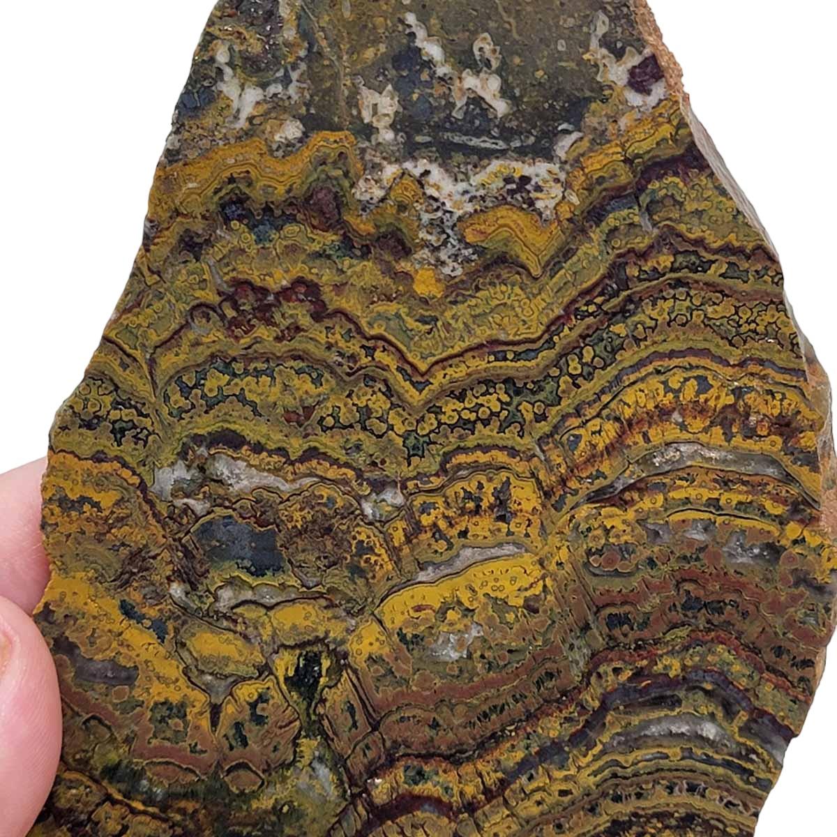 Apple Valley Jasper Slab! Fossil Stromatolite! Lapidary Slab! - Lapidary Central