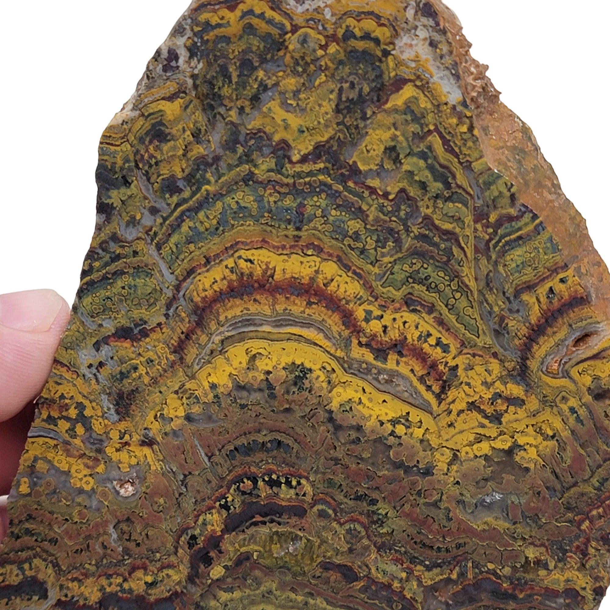 Apple Valley Jasper Slab! Fossil Stromatolite! Lapidary Slab! - Lapidary Central