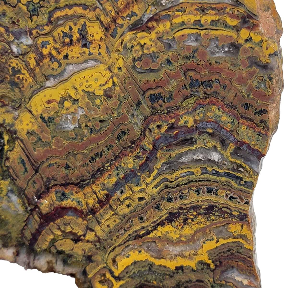 Apple Valley Jasper Slab! Fossil Stromatolite! Lapidary Slab! - Lapidary Central