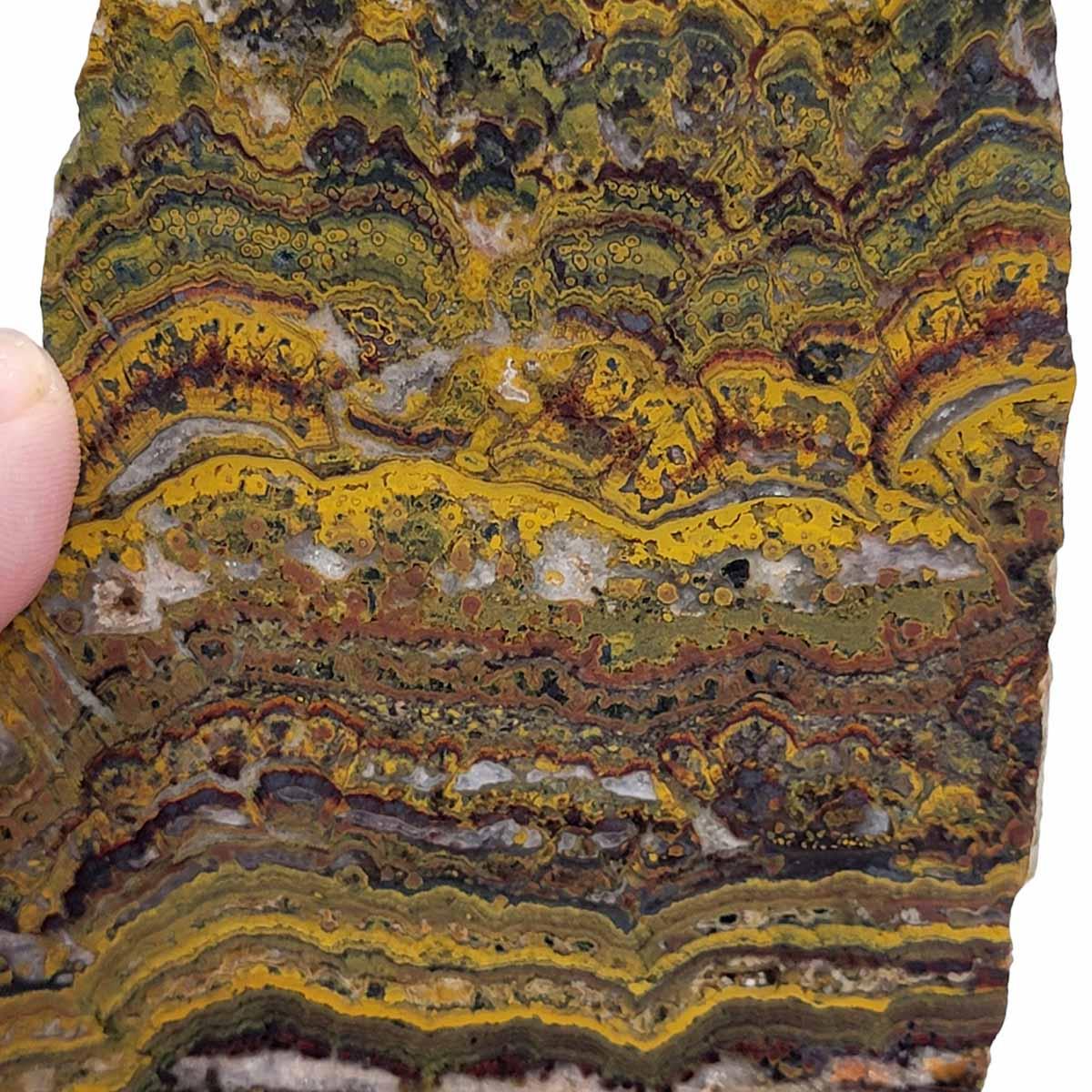 Apple Valley Jasper Slab!  Fossil Stromatolite!  Lapidary Slab! - LapidaryCentral