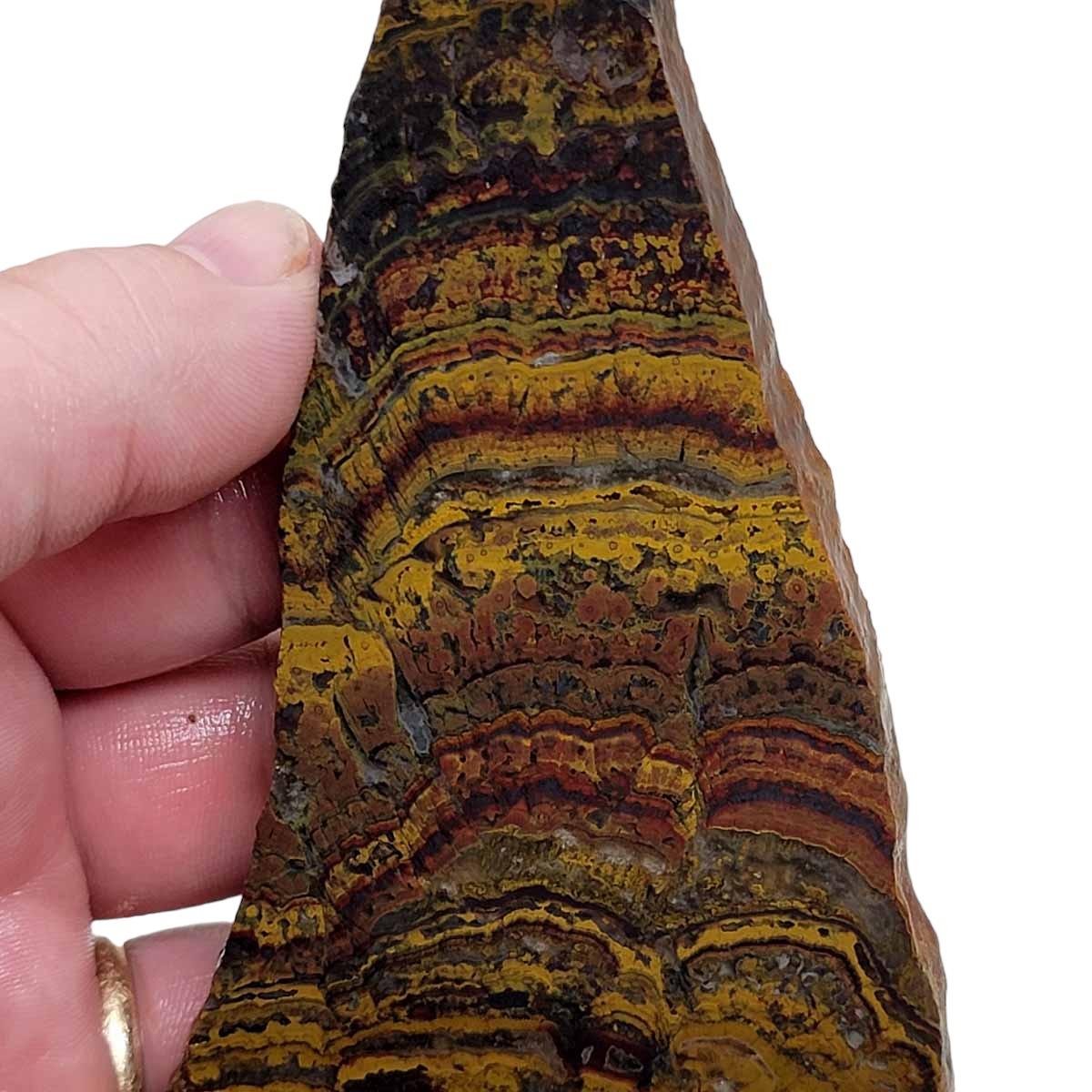 Apple Valley Jasper Slab! Fossil Stromatolite! Lapidary Slab! - Lapidary Central