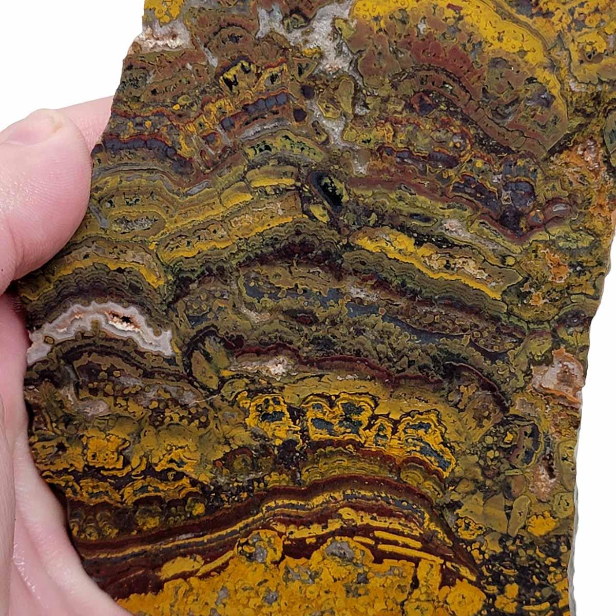 Apple Valley Jasper Slab! Fossil Stromatolite! Lapidary Slab! - Lapidary Central