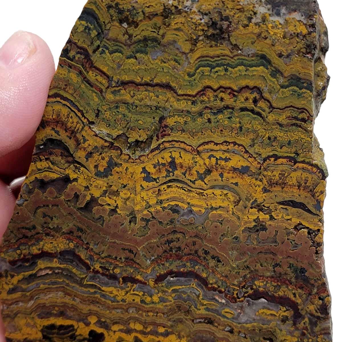 Apple Valley Jasper Slab! Fossil Stromatolite! Lapidary Slab! - Lapidary Central