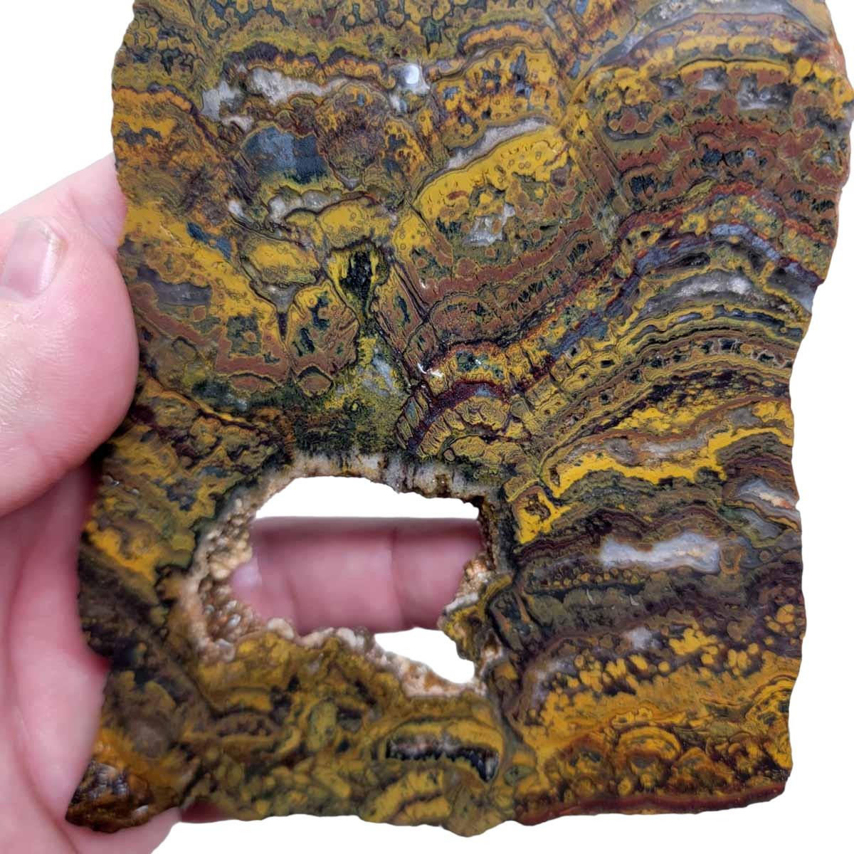 Apple Valley Jasper Slab! Fossil Stromatolite! Lapidary Slab! - Lapidary Central