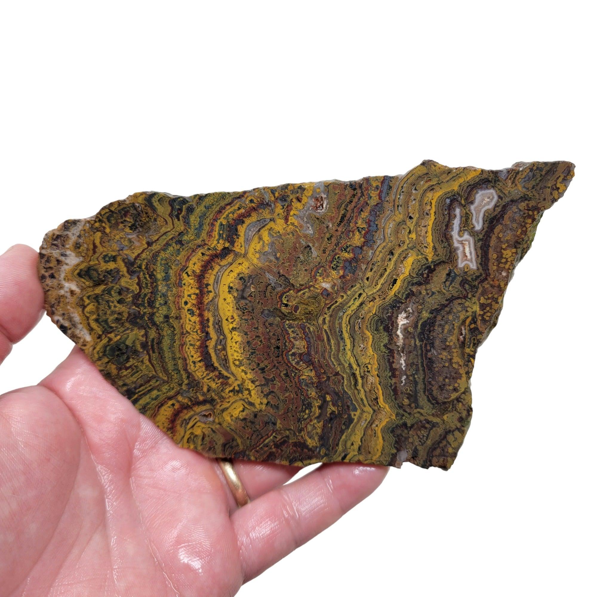 Apple Valley Jasper Slab! Fossil Stromatolite! Lapidary Slab! - Lapidary Central