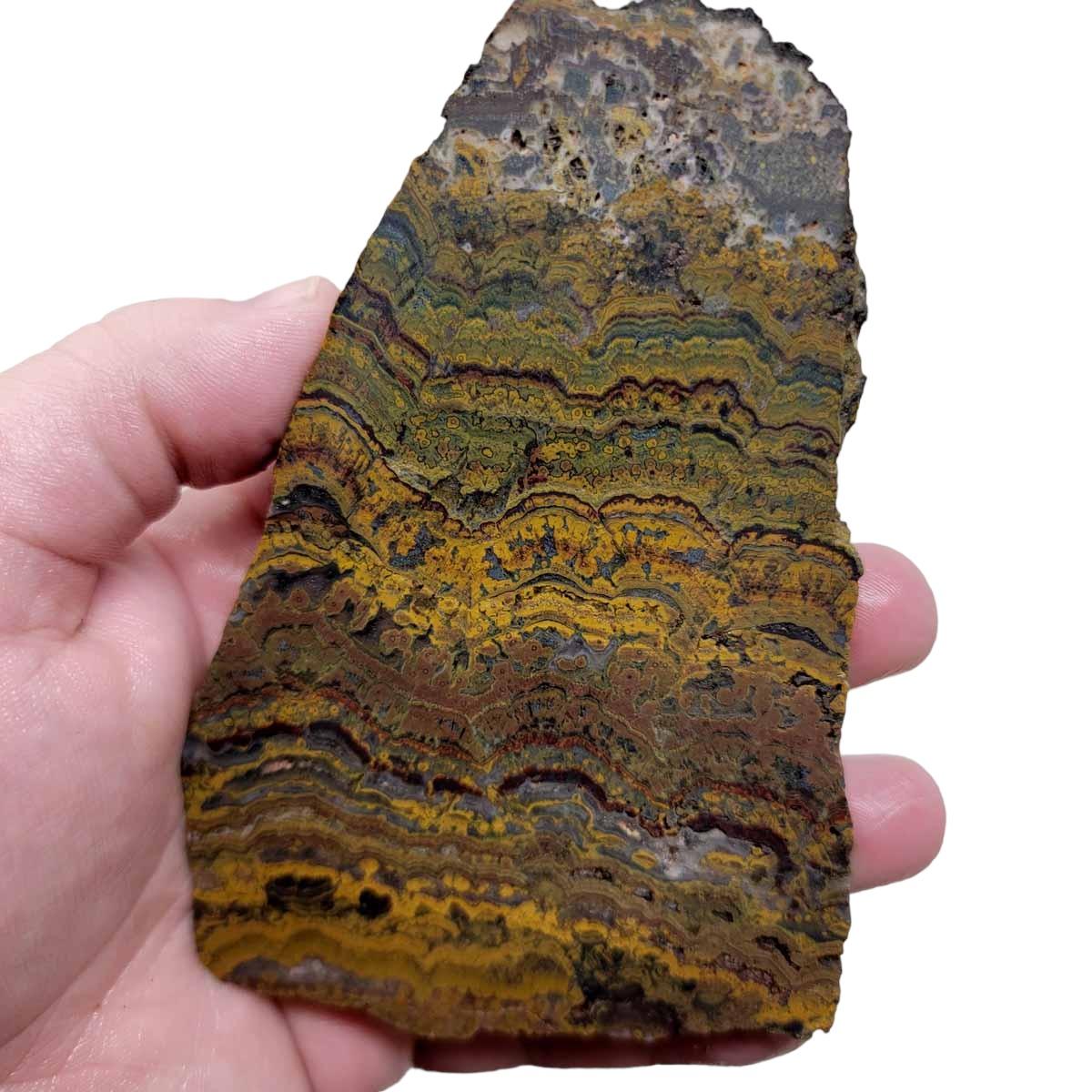 Apple Valley Jasper Slab! Fossil Stromatolite! Lapidary Slab! - Lapidary Central