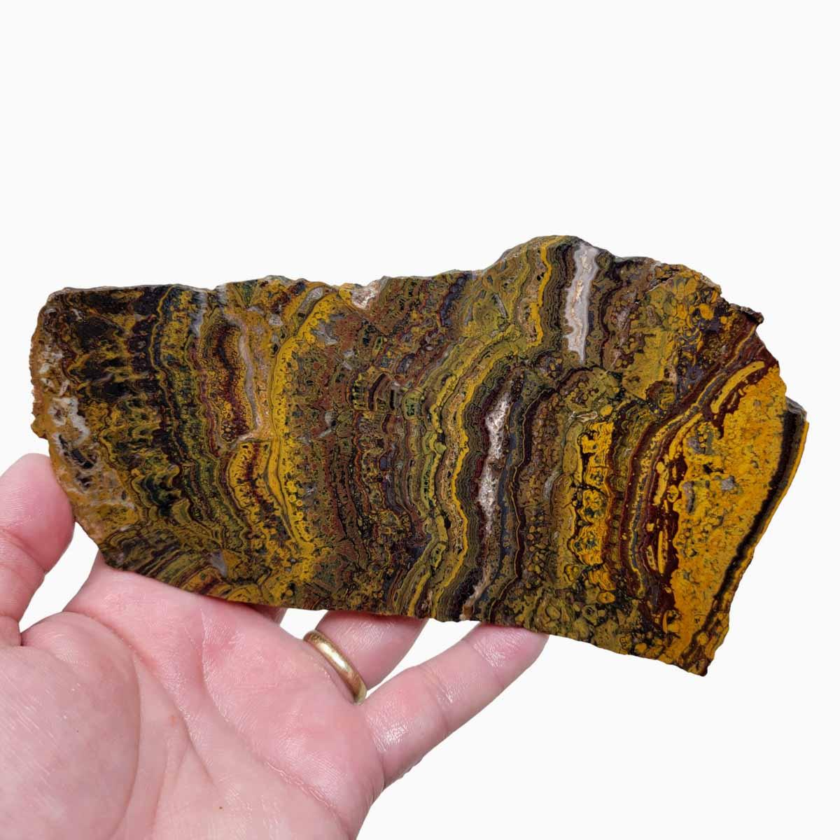 Apple Valley Jasper Slab! Fossil Stromatolite! Lapidary Slab! - Lapidary Central