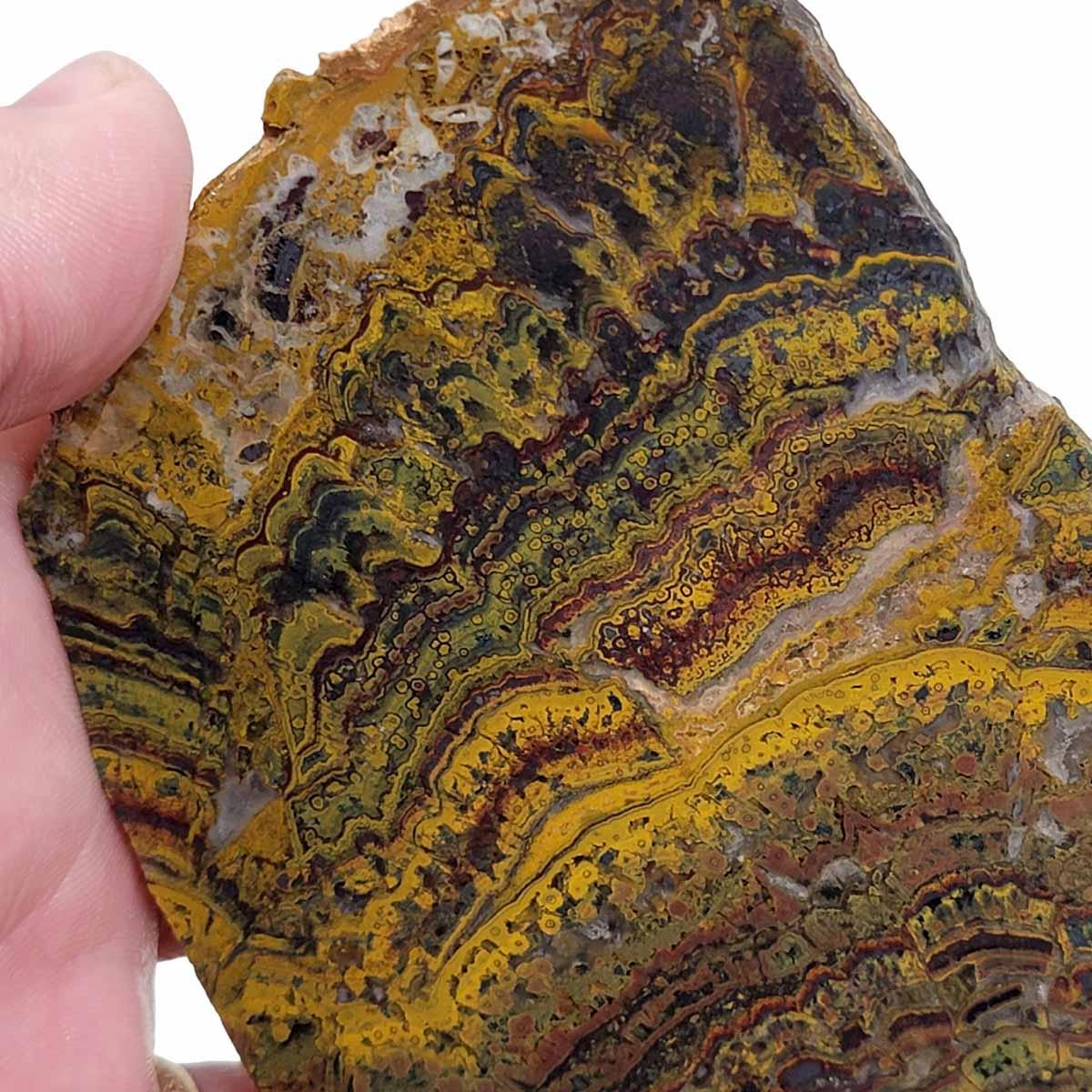 Apple Valley Jasper Slab! Fossil Stromatolite! Lapidary Slab! - Lapidary Central