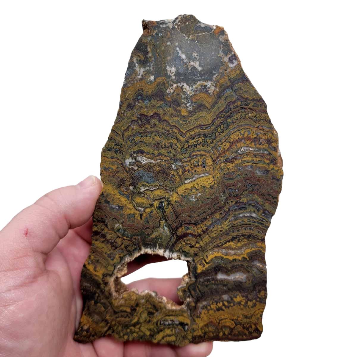 Apple Valley Jasper Slab! Fossil Stromatolite! Lapidary Slab! - Lapidary Central