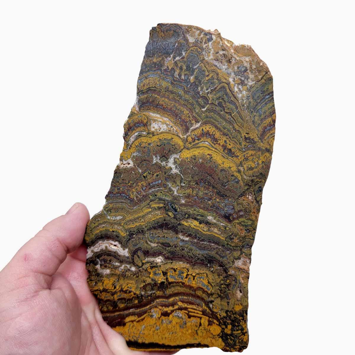 Apple Valley Jasper Slab! Fossil Stromatolite! Lapidary Slab! - Lapidary Central