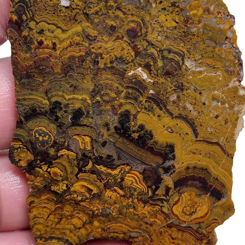 Apple Valley Jasper Slab! Fossil Stromatolite Slab! - Lapidary Central