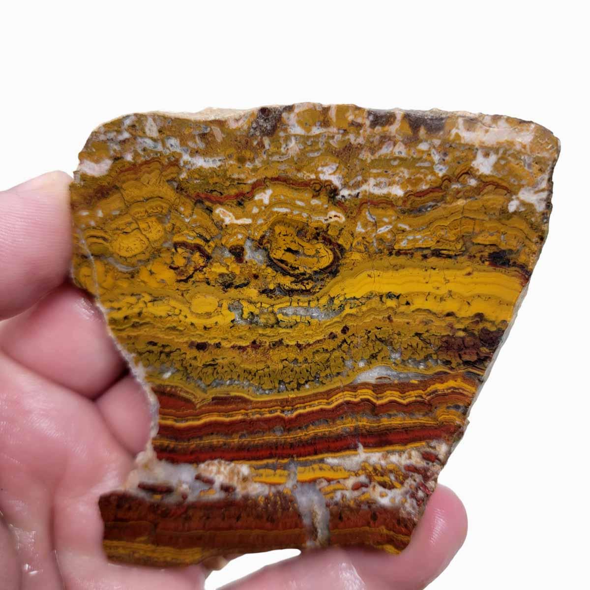 Apple Valley Jasper Slab!  Fossil Stromatolite Slab! - LapidaryCentral