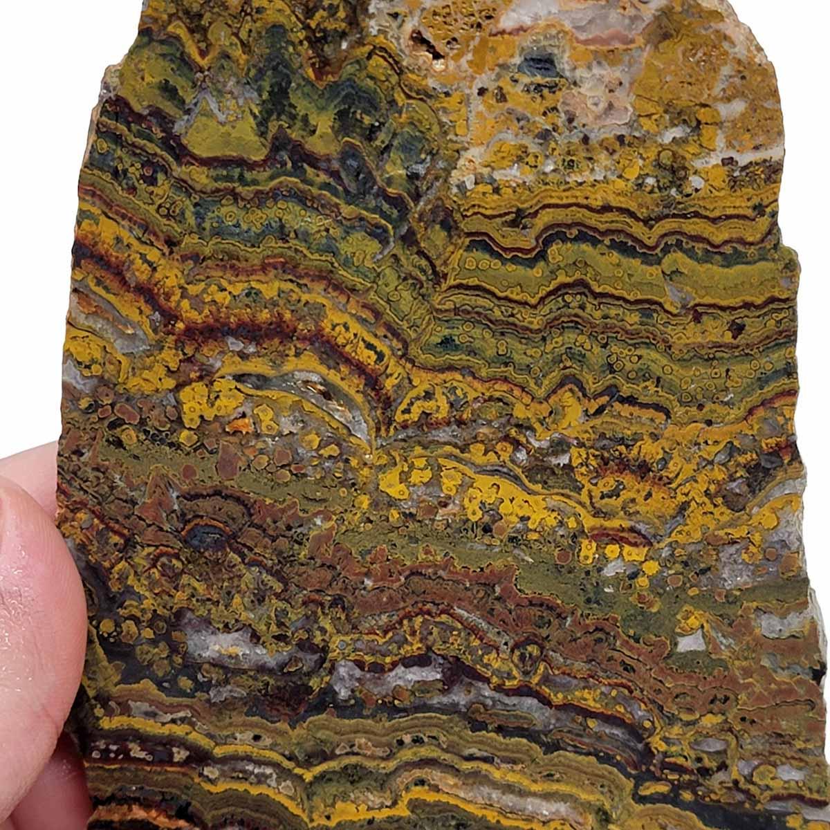 Apple Valley Jasper Slab!  Fossil Stromatolite Slab! - LapidaryCentral