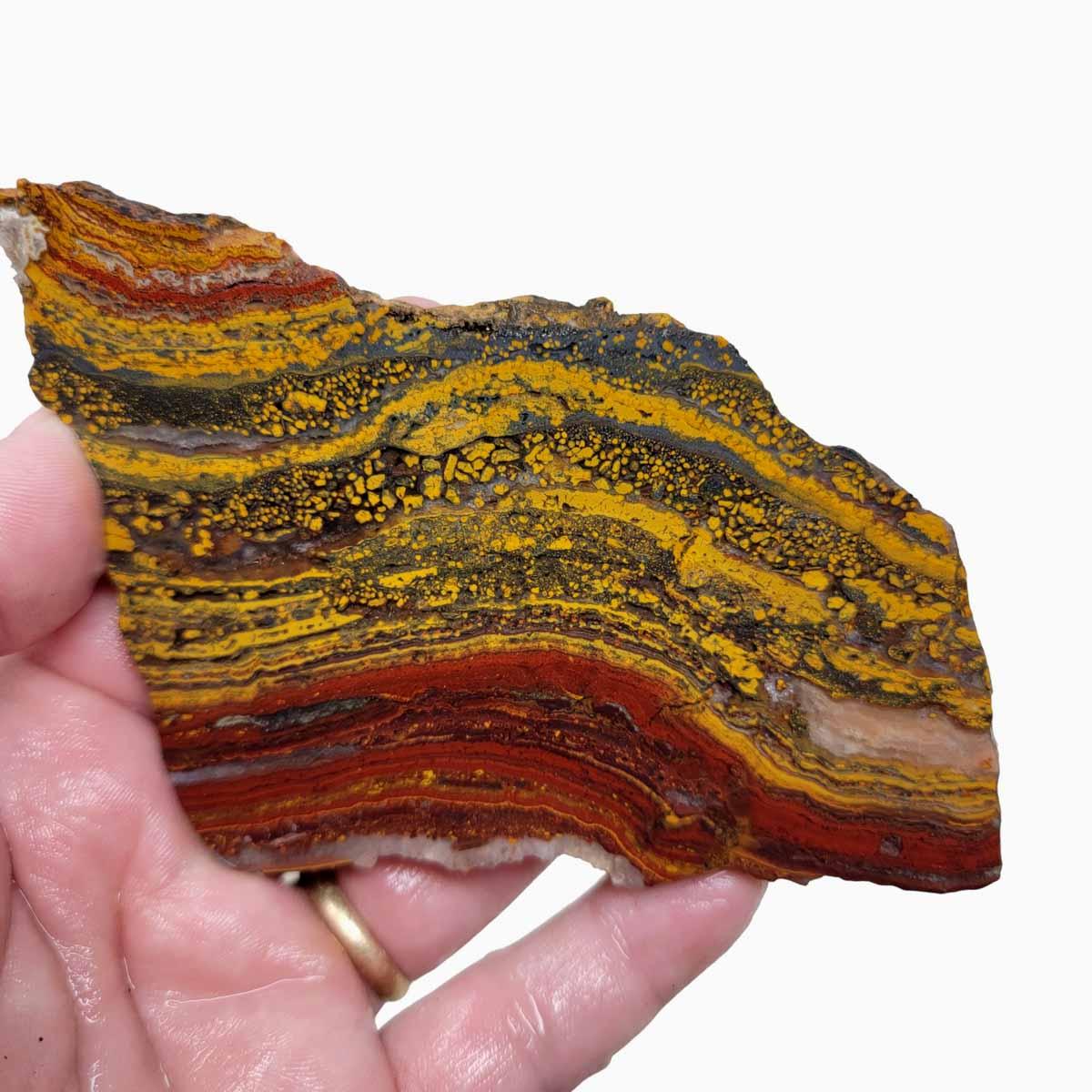 Apple Valley Jasper Slab!  Fossil Stromatolite Slab! - LapidaryCentral