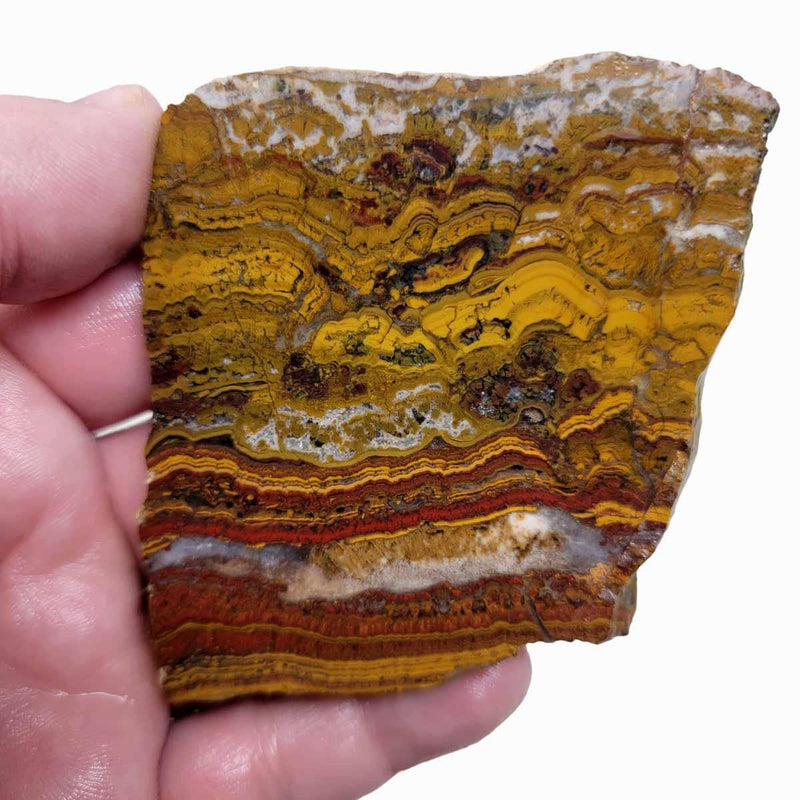 Apple Valley Jasper Slab!  Fossil Stromatolite Slab! - LapidaryCentral