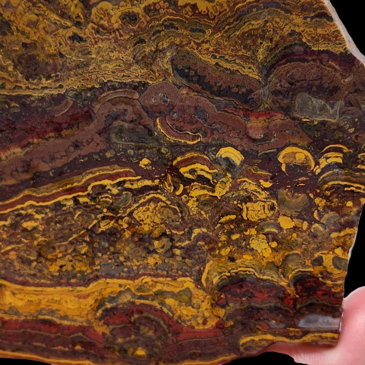 Apple Valley Jasper Slab!  Fossil Stromatolite Slab! - LapidaryCentral