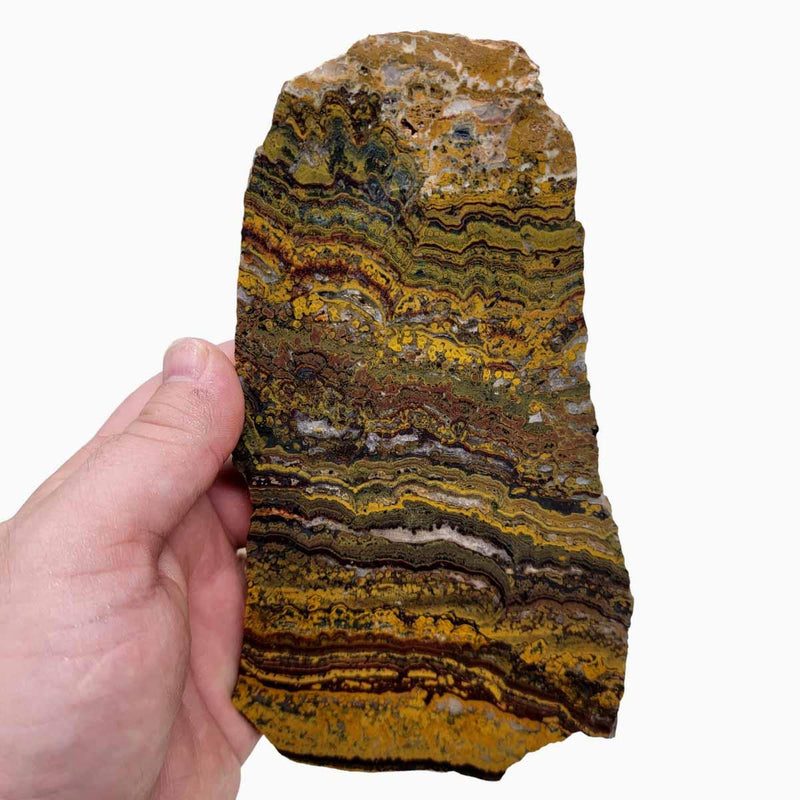 Apple Valley Jasper Slab!  Fossil Stromatolite Slab! - LapidaryCentral