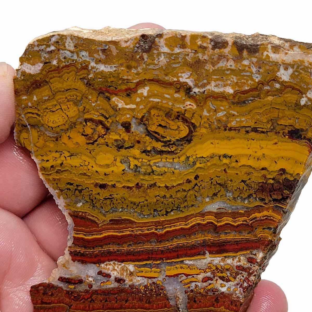 Apple Valley Jasper Slab!  Fossil Stromatolite Slab! - LapidaryCentral