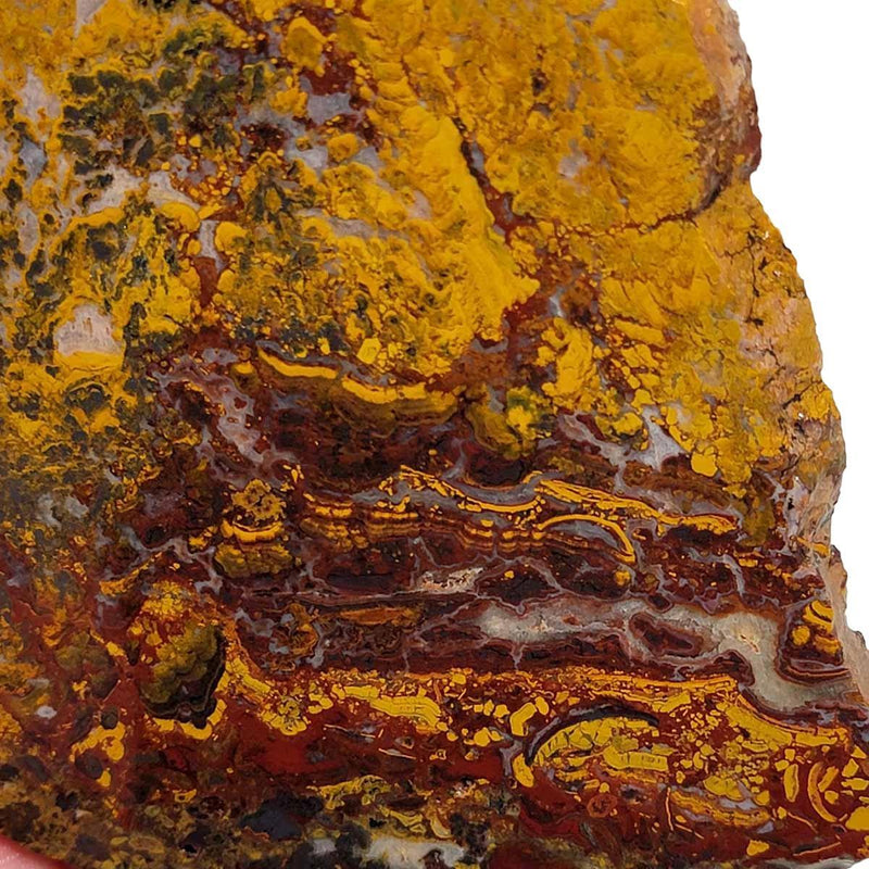 Apple Valley Jasper Slab!  Fossil Stromatolite Slab! - LapidaryCentral