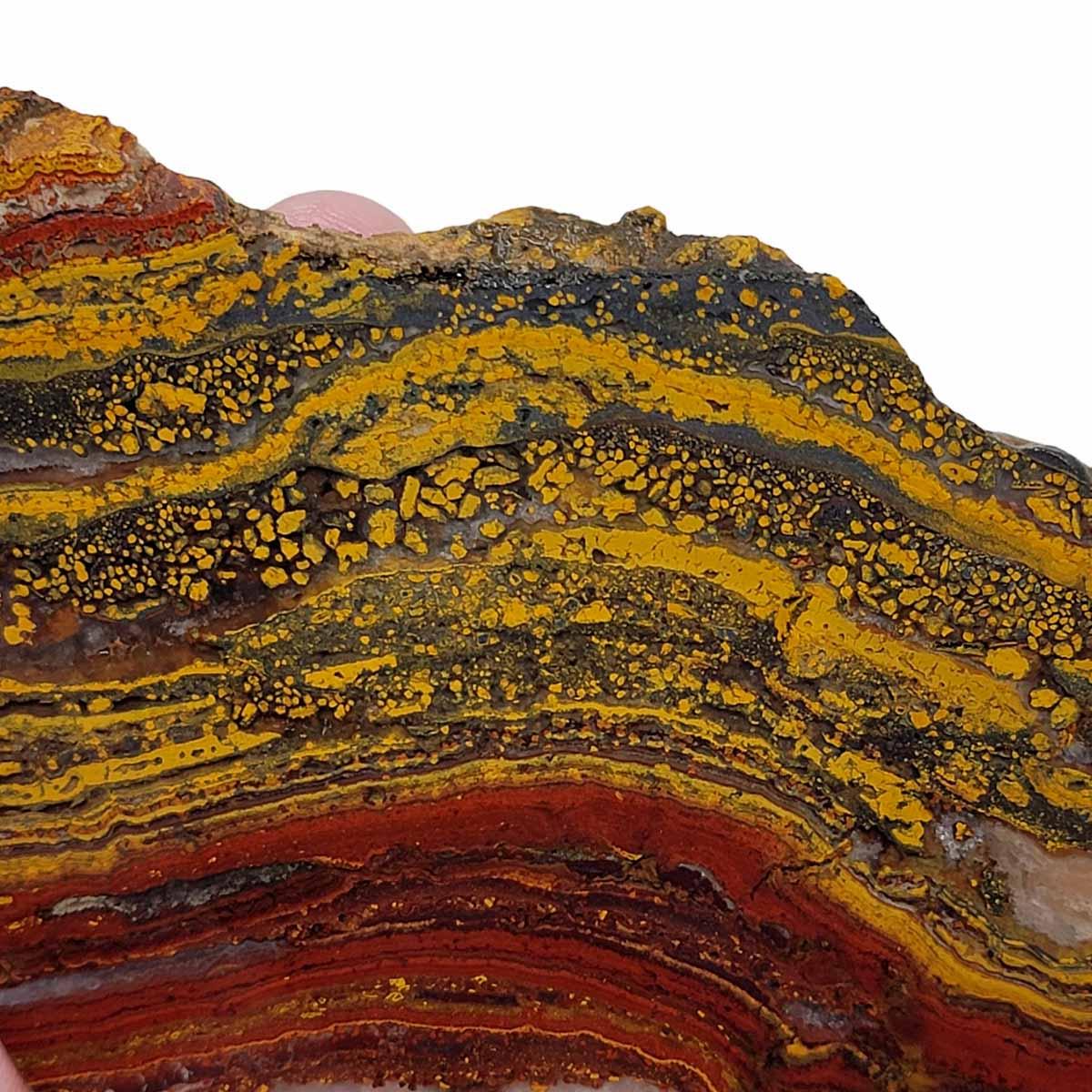 Apple Valley Jasper Slab!  Fossil Stromatolite Slab! - LapidaryCentral