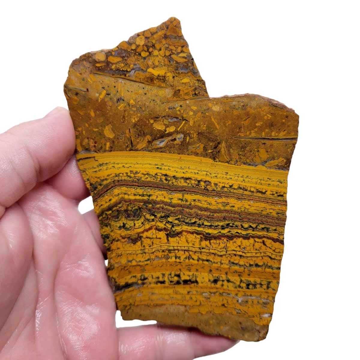 Apple Valley Jasper Slab! Fossil Stromatolite Slab! - Lapidary Central