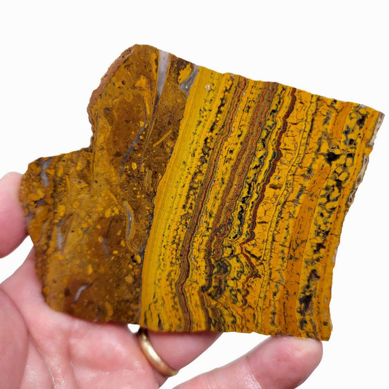 Apple Valley Jasper Slab!  Fossil Stromatolite Slab! - LapidaryCentral