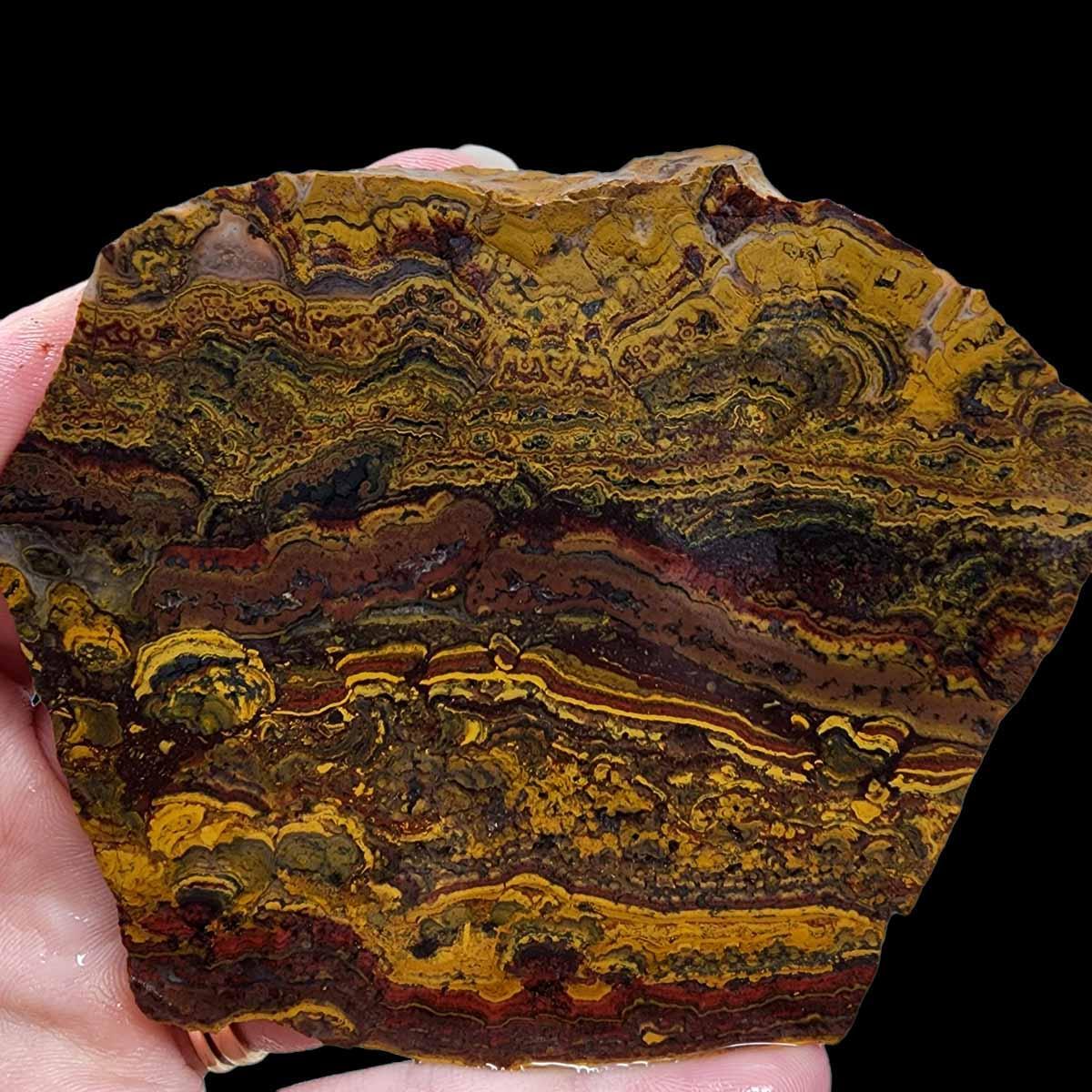 Apple Valley Jasper Slab!  Fossil Stromatolite Slab! - LapidaryCentral