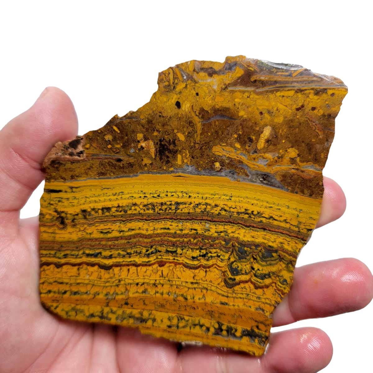 Apple Valley Jasper Slab!  Fossil Stromatolite Slab! - LapidaryCentral