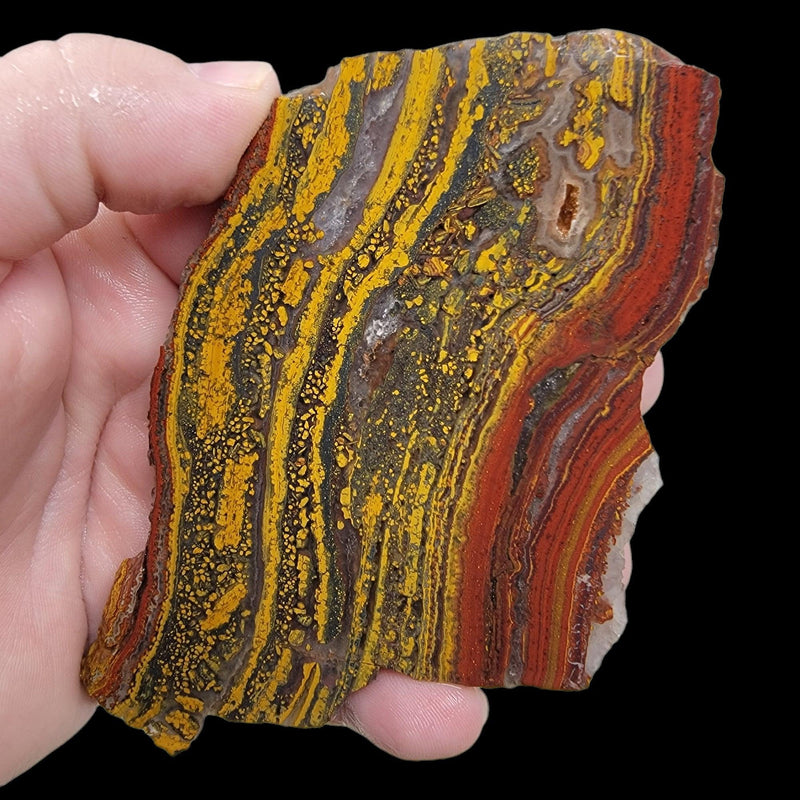 Apple Valley Jasper Slab!  Fossil Stromatolite Slab! - LapidaryCentral