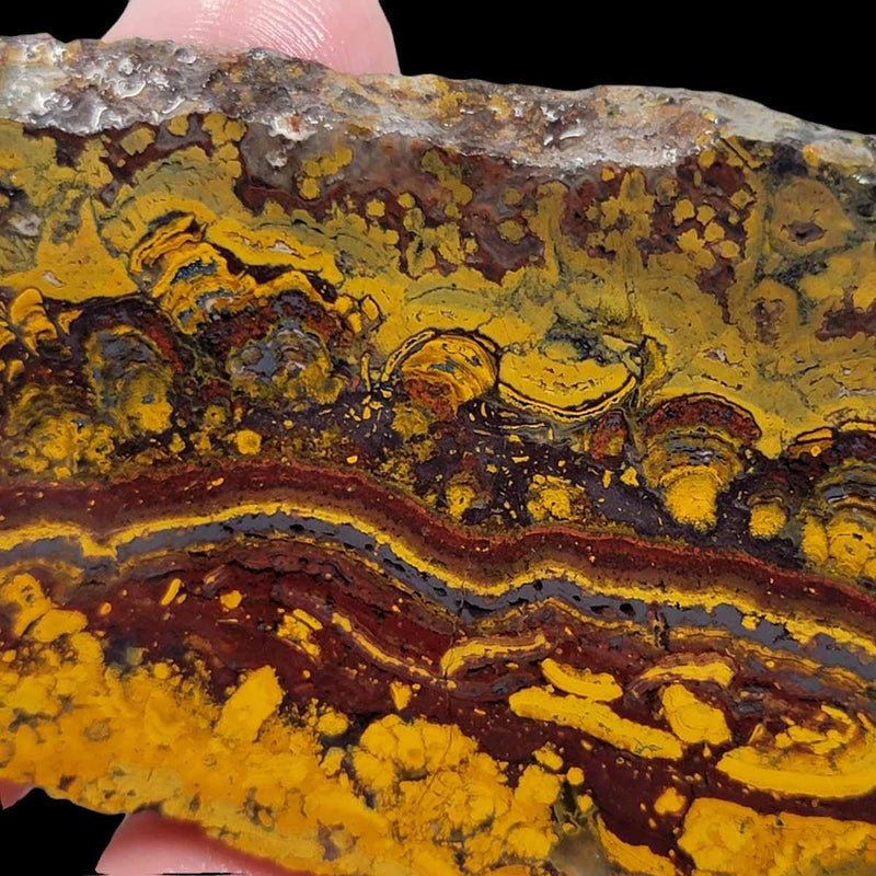 Apple Valley Jasper Slab!  Fossil Stromatolite Slab! - LapidaryCentral