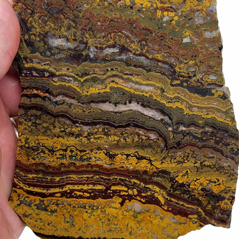 Apple Valley Jasper Slab!  Fossil Stromatolite Slab! - LapidaryCentral