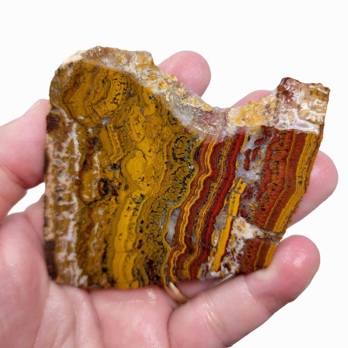 Apple Valley Jasper Slab!  Fossil Stromatolite Slab! - LapidaryCentral