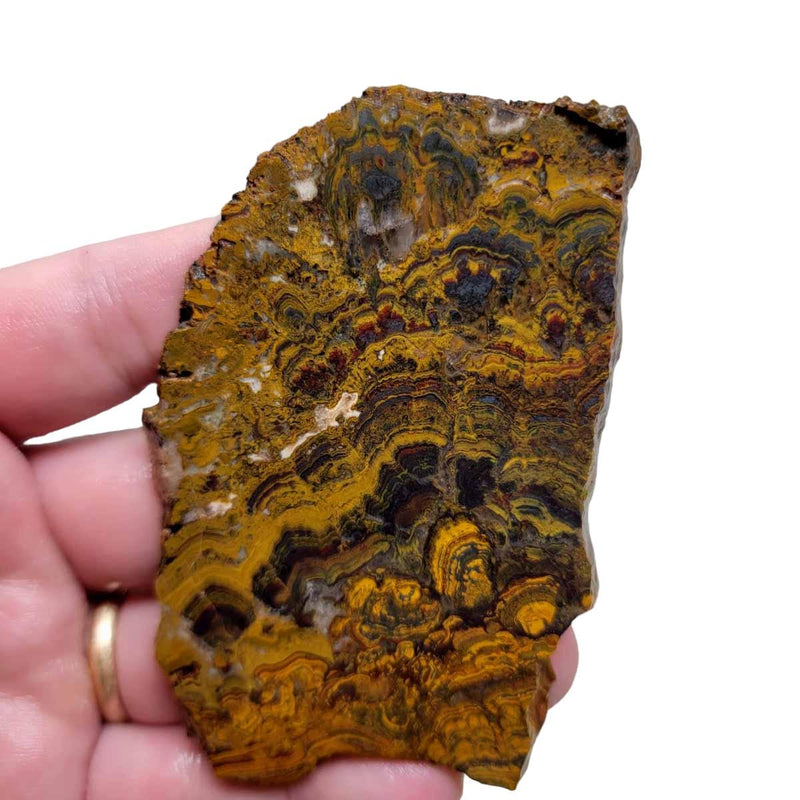 Apple Valley Jasper Slab! Fossil Stromatolite Slab! - Lapidary Central