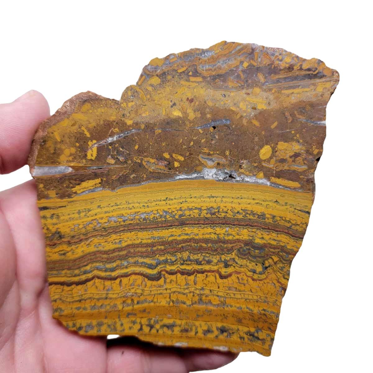 Apple Valley Jasper Slab! Fossil Stromatolite Slab! - Lapidary Central