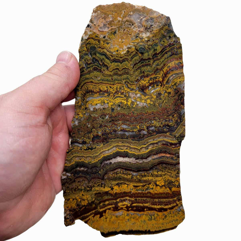 Apple Valley Jasper Slab!  Fossil Stromatolite Slab! - LapidaryCentral