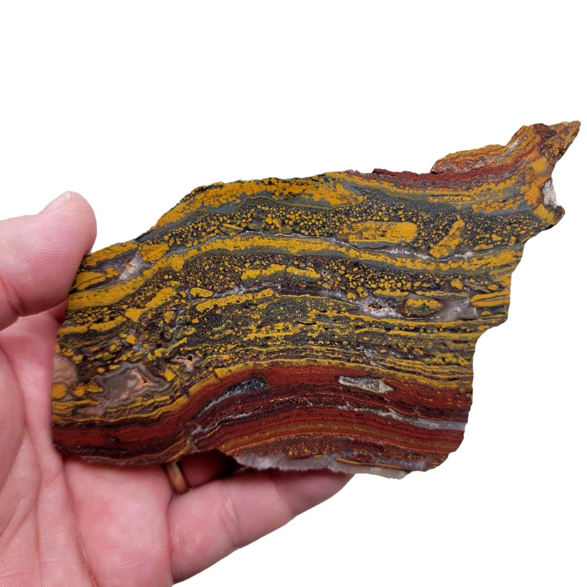 Apple Valley Jasper Slab! Fossil Stromatolite Slab! - Lapidary Central