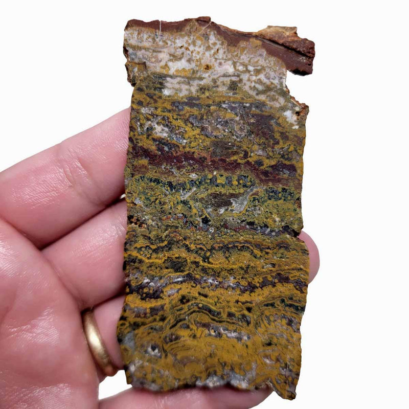 Apple Valley Jasper Slab!  Fossil Stromatolite Slab! - LapidaryCentral