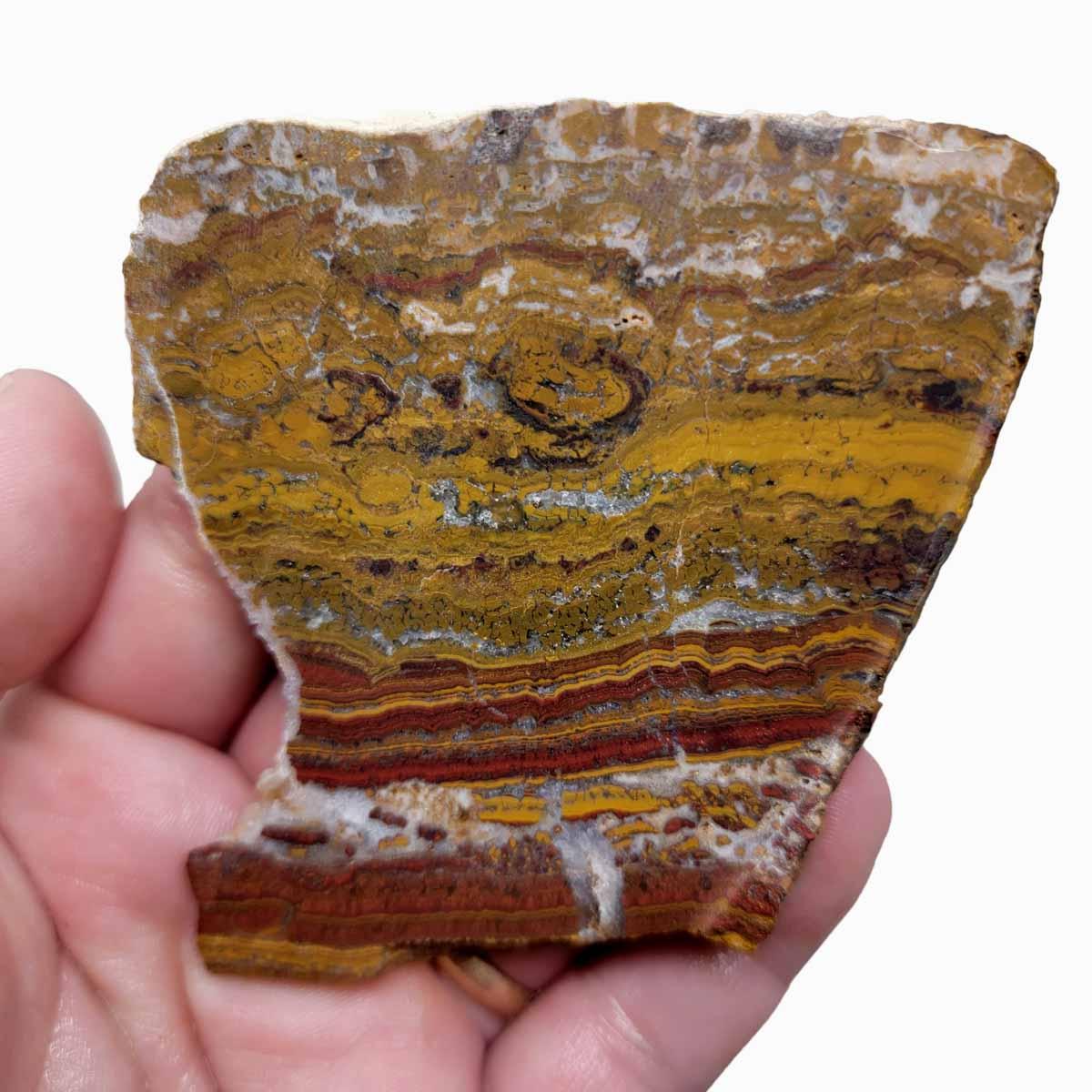 Apple Valley Jasper Slab!  Fossil Stromatolite Slab! - LapidaryCentral