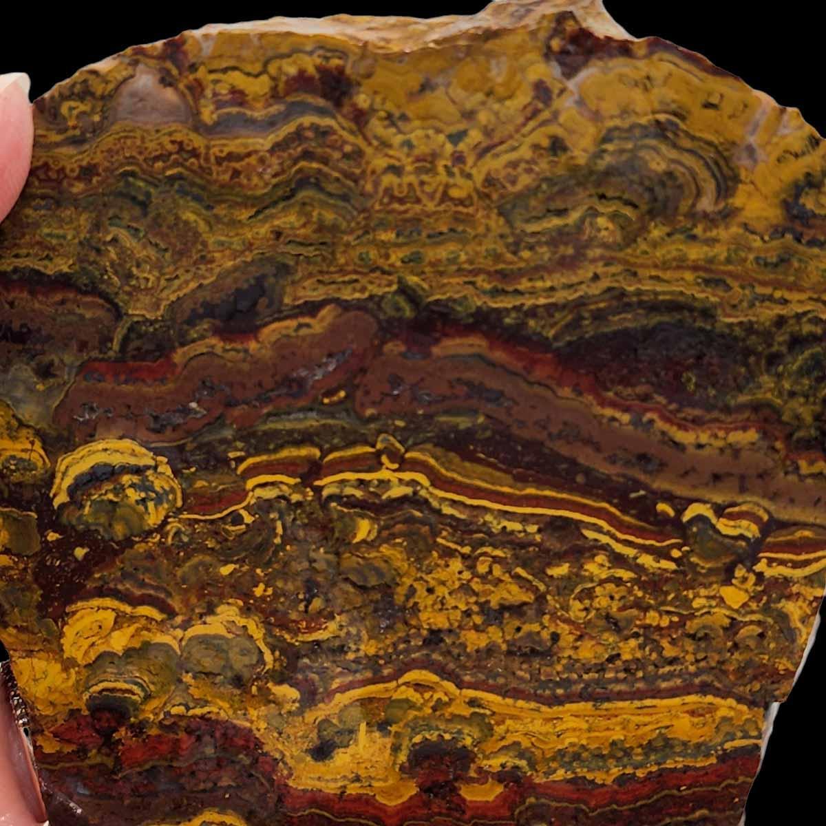 Apple Valley Jasper Slab!  Fossil Stromatolite Slab! - LapidaryCentral