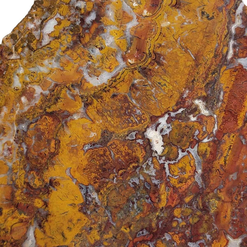 Apple Valley Jasper Slab!  Fossil Stromatolite Slab! - LapidaryCentral