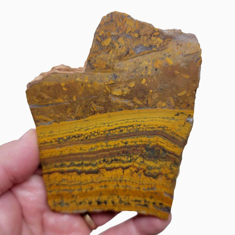 Apple Valley Jasper Slab!  Fossil Stromatolite Slab! - LapidaryCentral