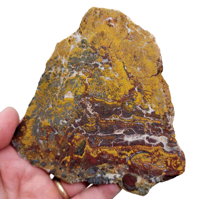 Apple Valley Jasper Slab!  Fossil Stromatolite Slab! - LapidaryCentral