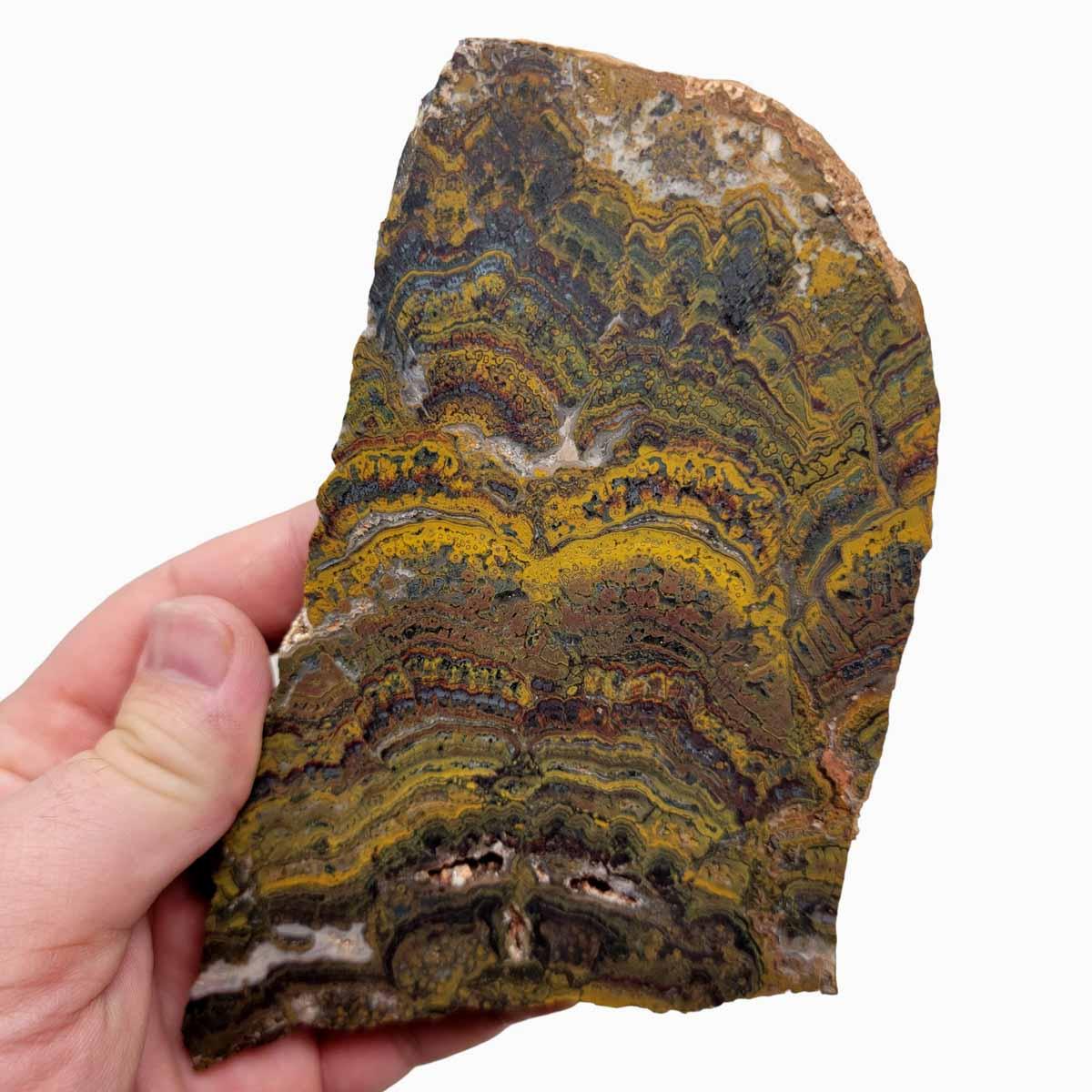 Apple Valley Jasper Slab!  Fossil Stromatolite Slab! - LapidaryCentral