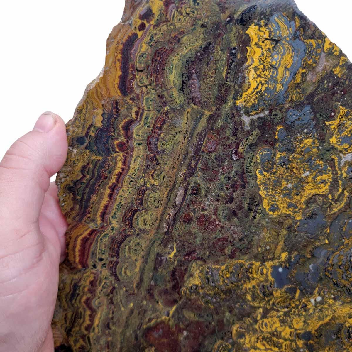 HUGE Apple Valley Jasper Slab!  Fossil Stromatolite Slab! - LapidaryCentral