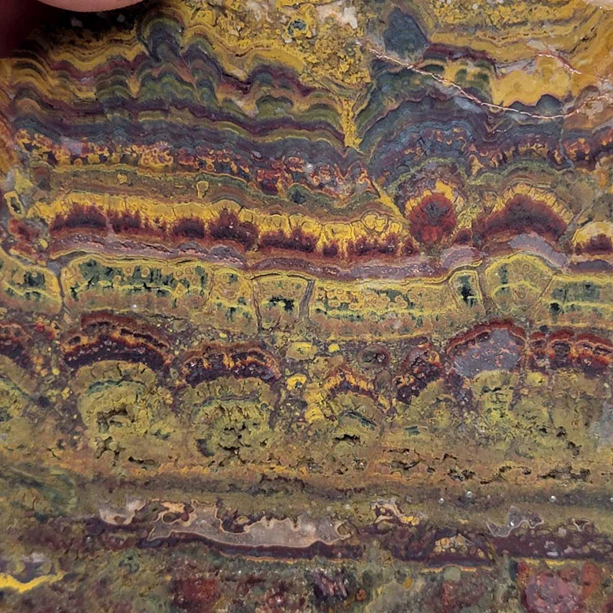 HUGE Apple Valley Jasper Slab!  Fossil Stromatolite Slab! - LapidaryCentral