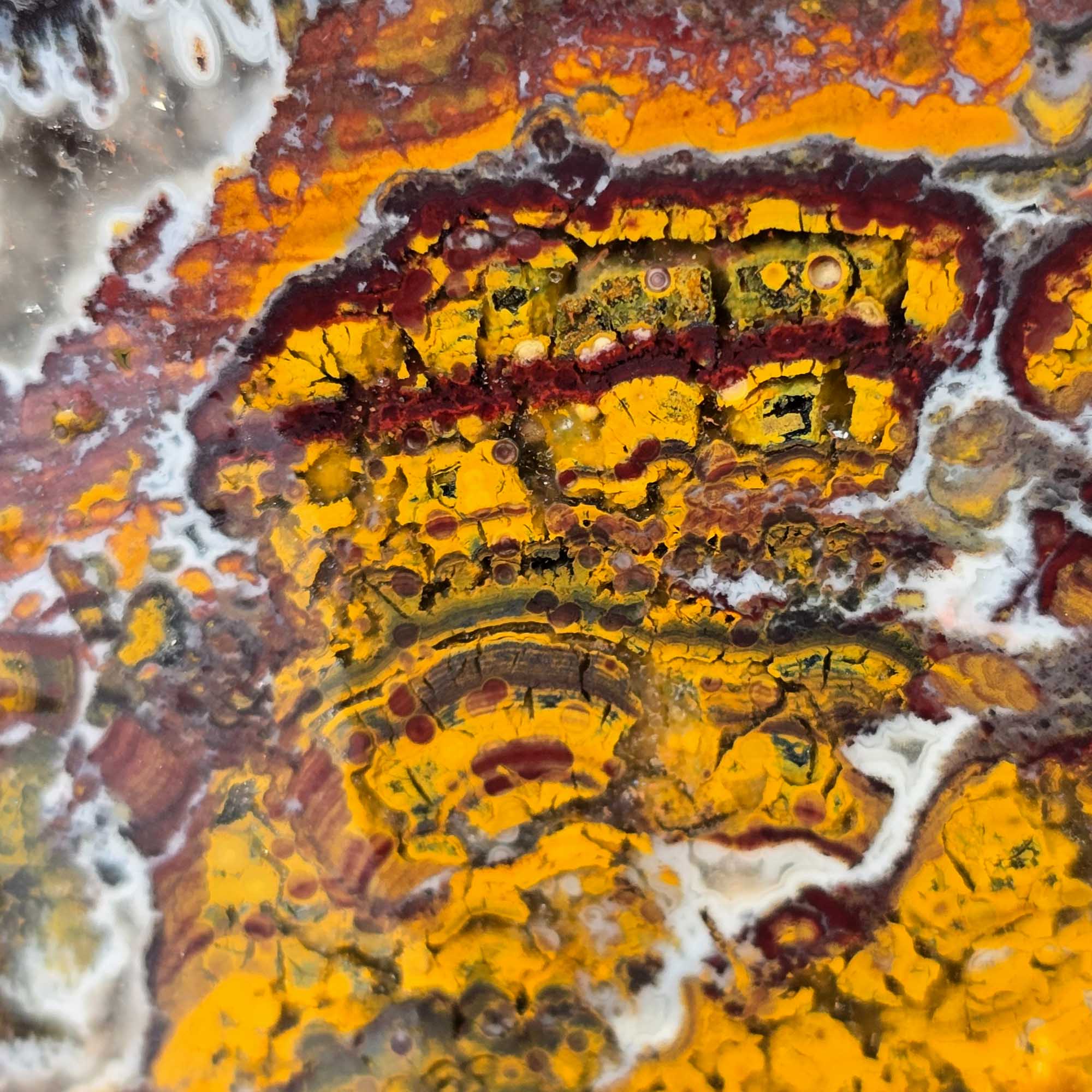 Apple Valley Jasper Slab – Prime Hematite Flowers – Sahara Stromatolite