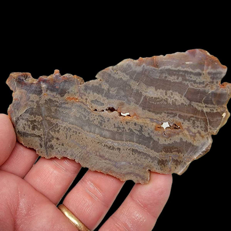 Arizona Rainbow Petrified Wood Slab!  Lapidary Stone Slab! - LapidaryCentral