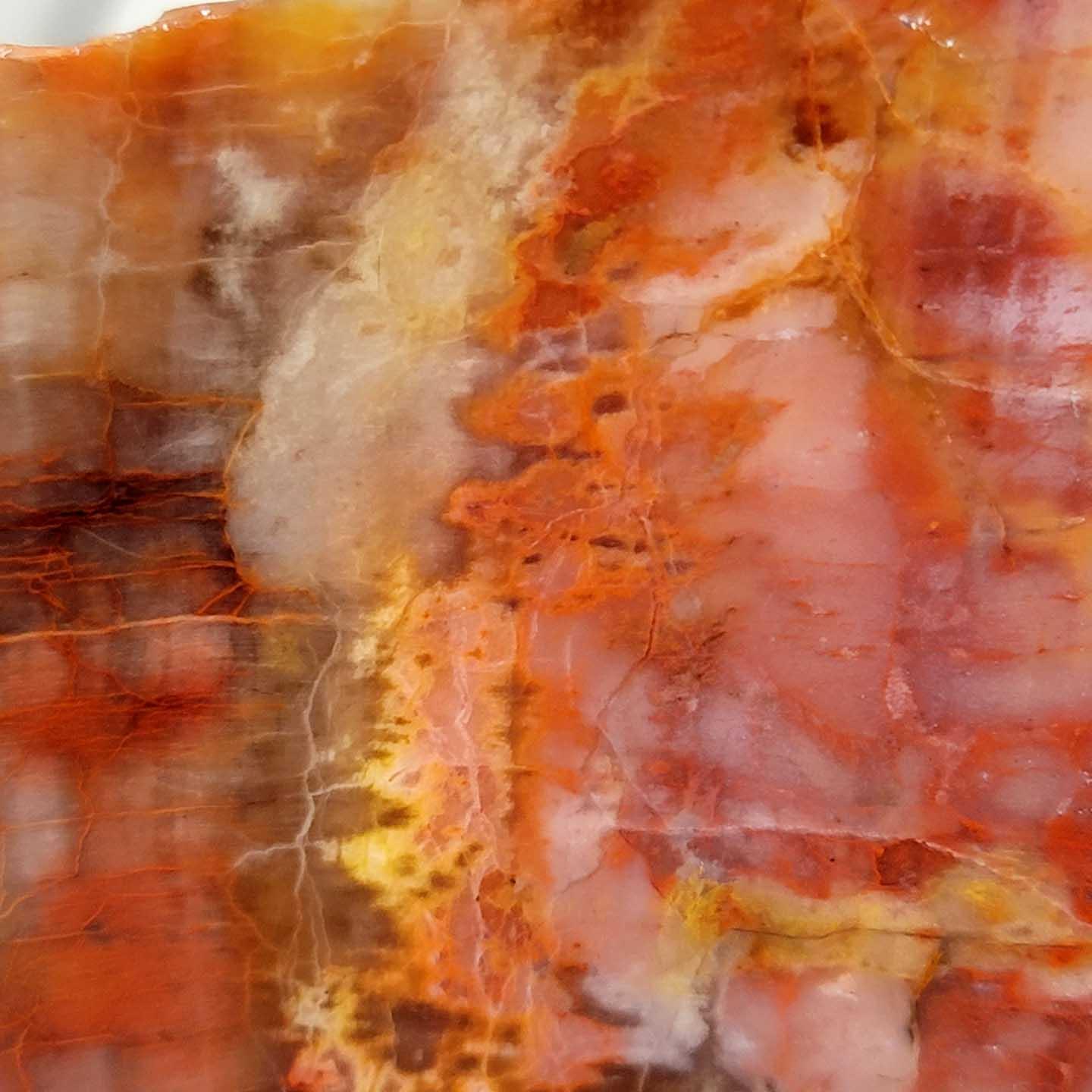 Arizona Rainbow Petrified Wood Slab!  Lapidary Stone Slab! - LapidaryCentral